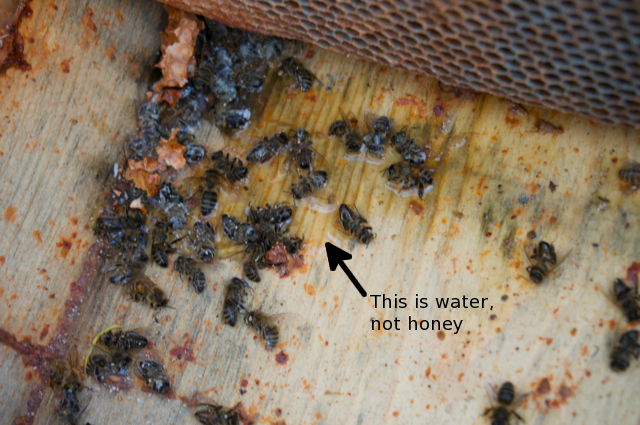 Water pool on hive bottom with dead bees