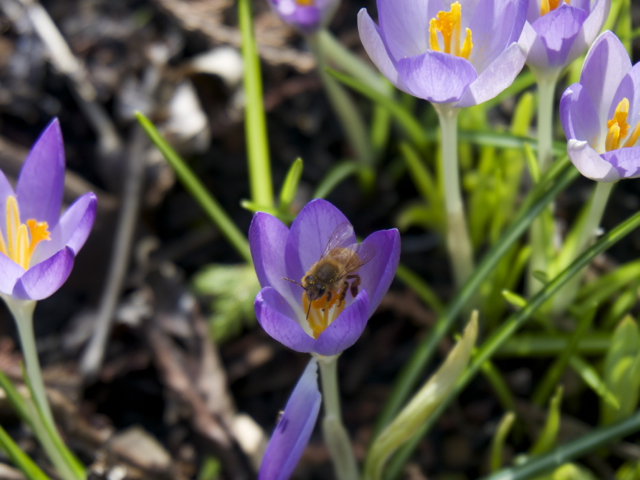 Italian honey bee collecting nectar and pollen from the first crocus blooms